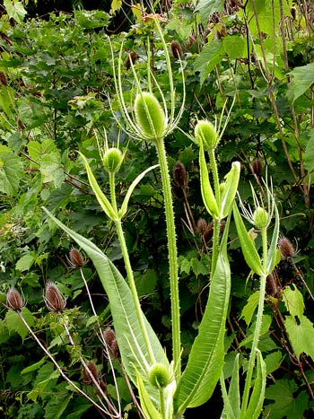 Teasel Plant